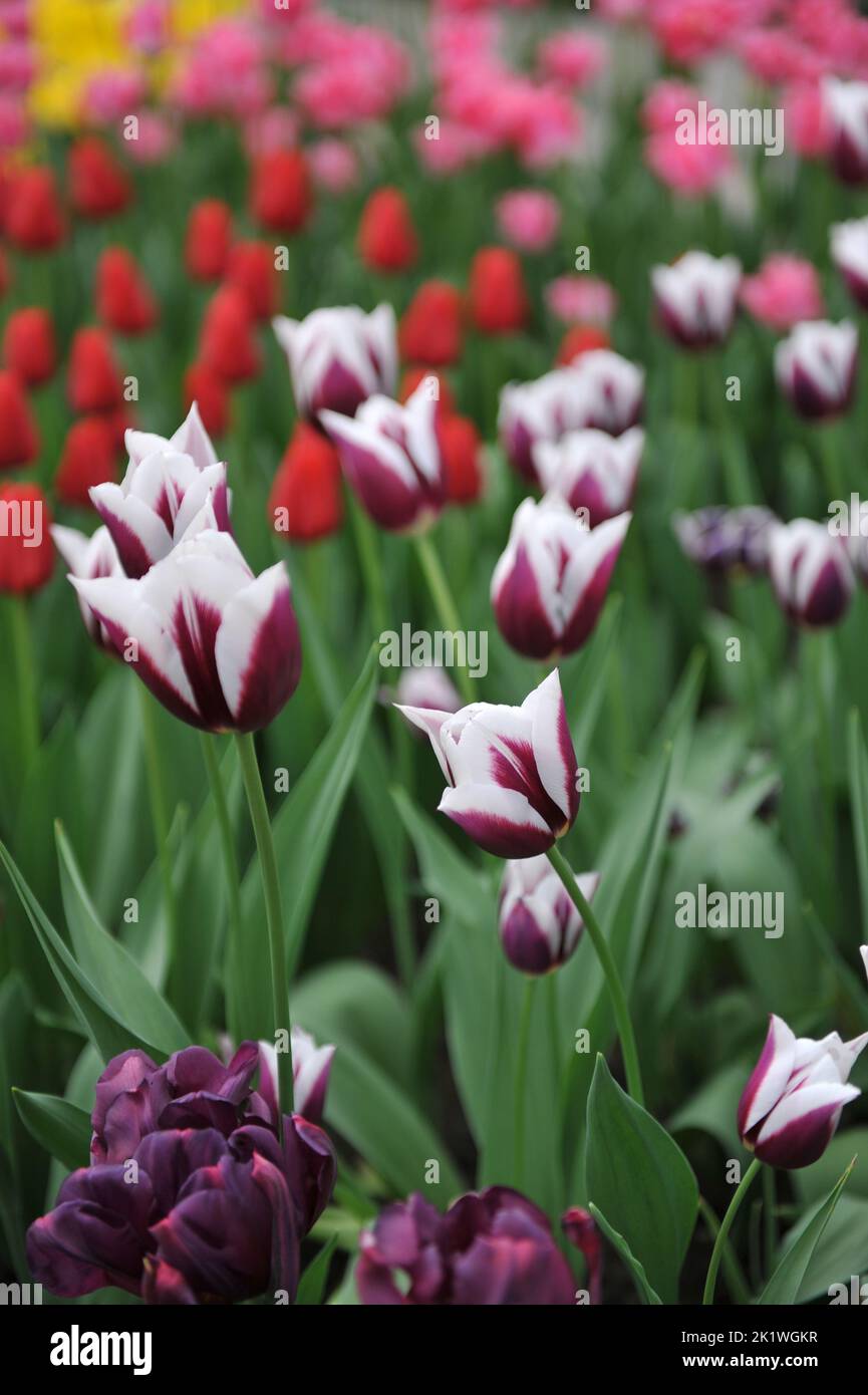 Purple and white Triumph tulips (Tulipa) Rimini bloom in a garden in April Stock Photo