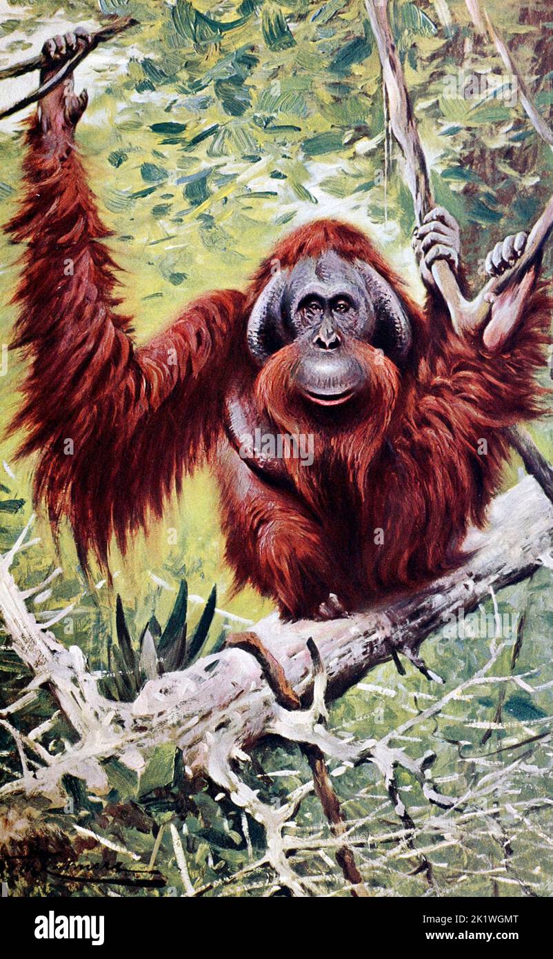 Portrait of an Orangutan, circa 1900 Stock Photo