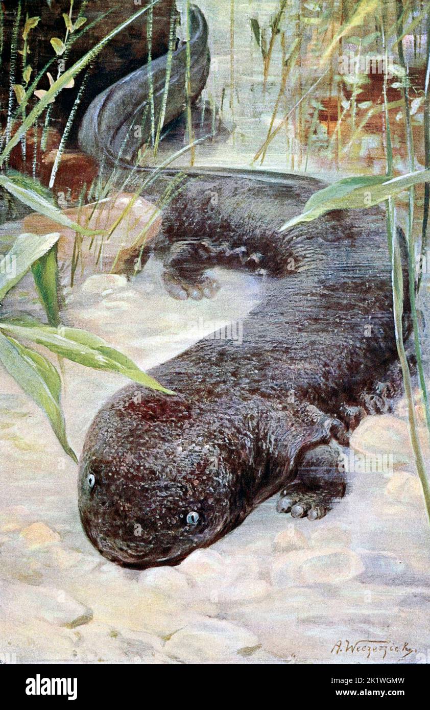 Giant Salamander, circa 1900 Stock Photo