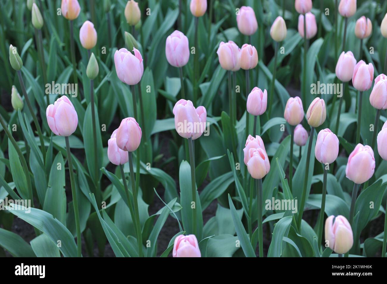 Light pink Triumph tulips (Tulipa) Rosalie bloom in a garden in March Stock Photo
