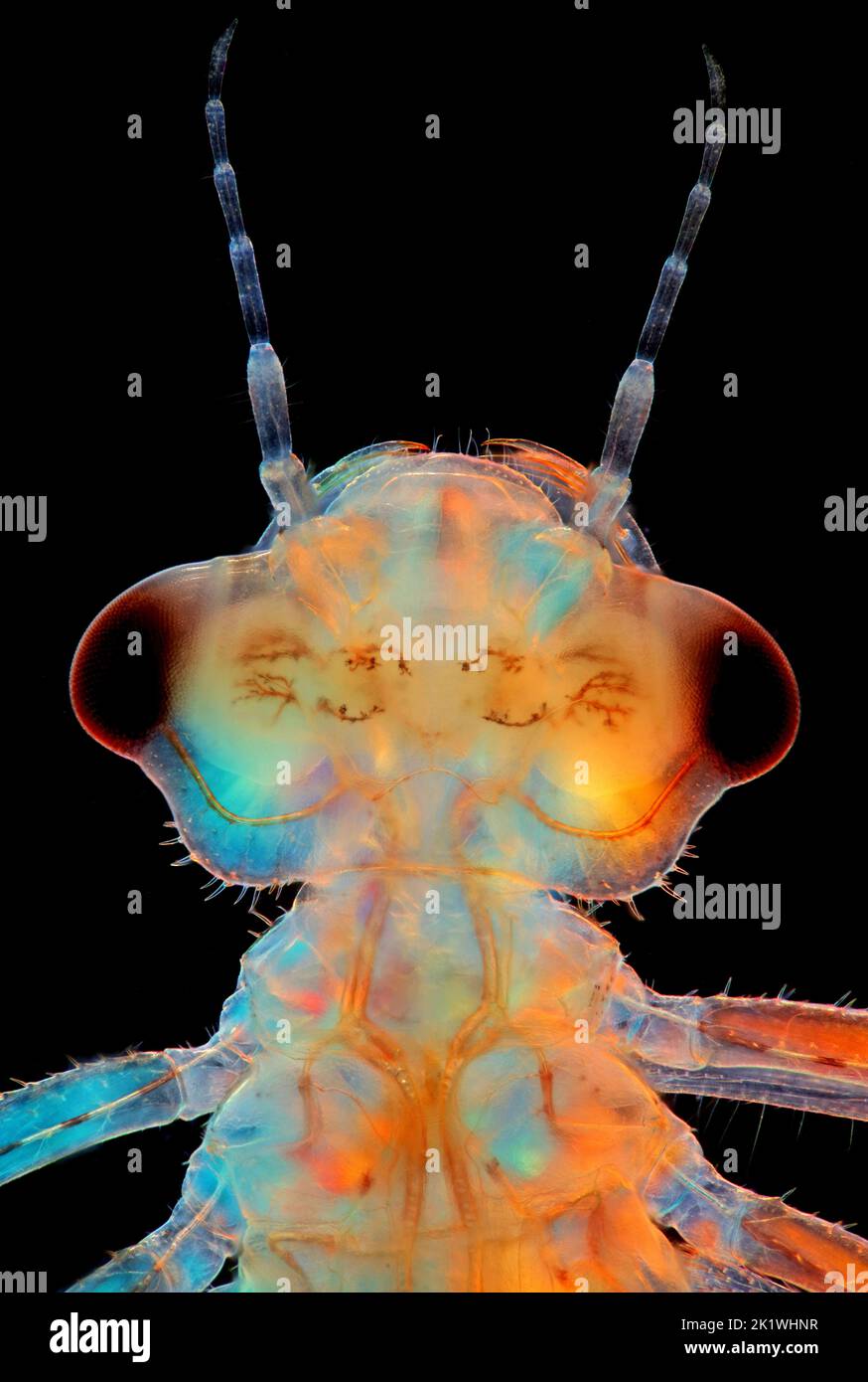 Damselfly larva, light micrograph Stock Photo - Alamy