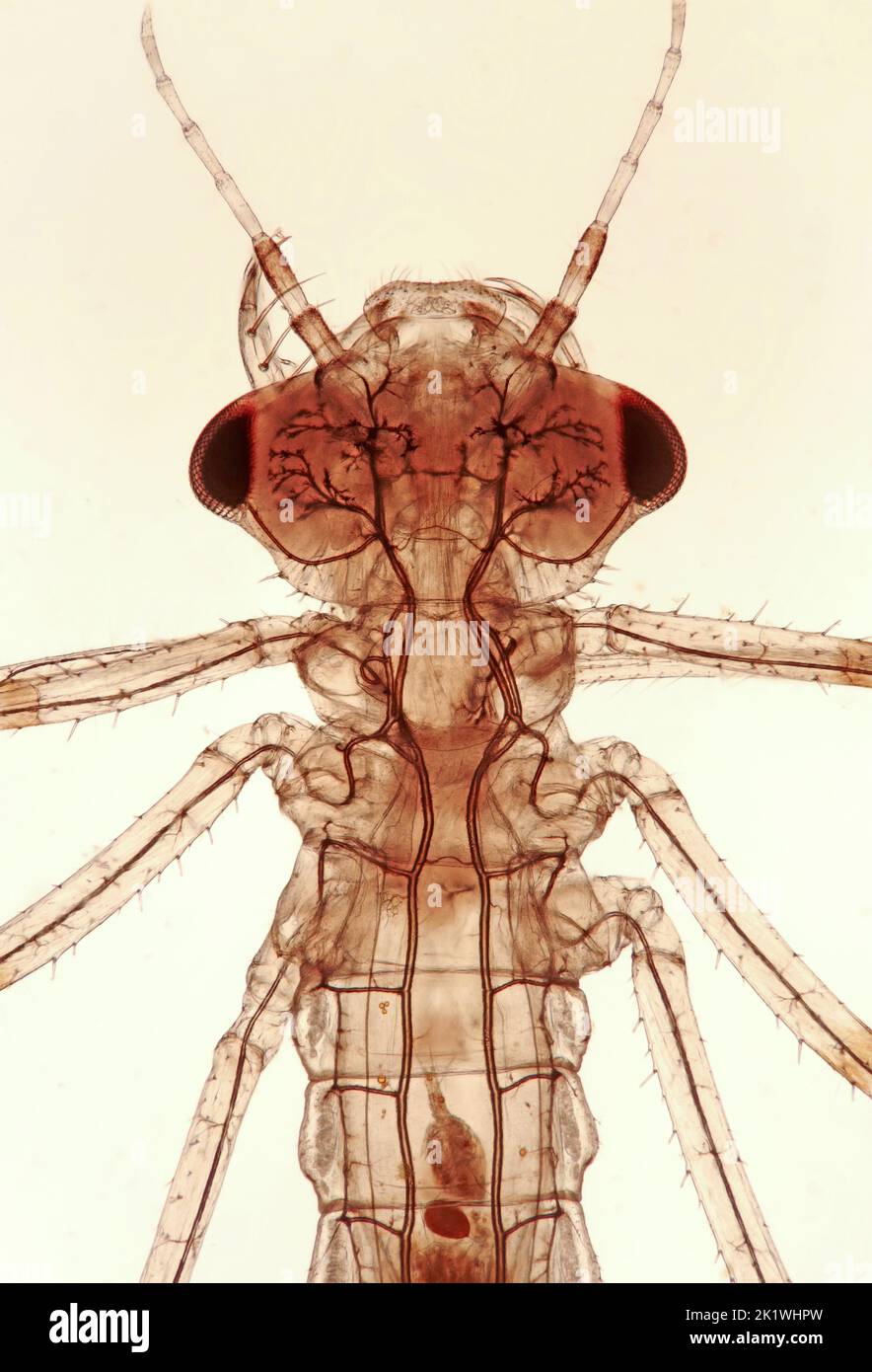 Damselfly larva with copepod inside, light micrograph Stock Photo - Alamy