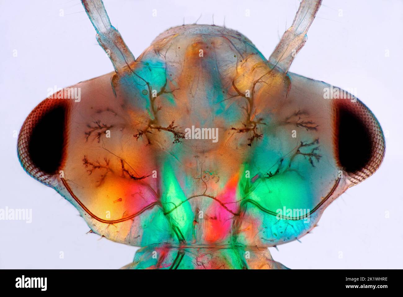 Head of a damselfly larva, light micrograph Stock Photo - Alamy