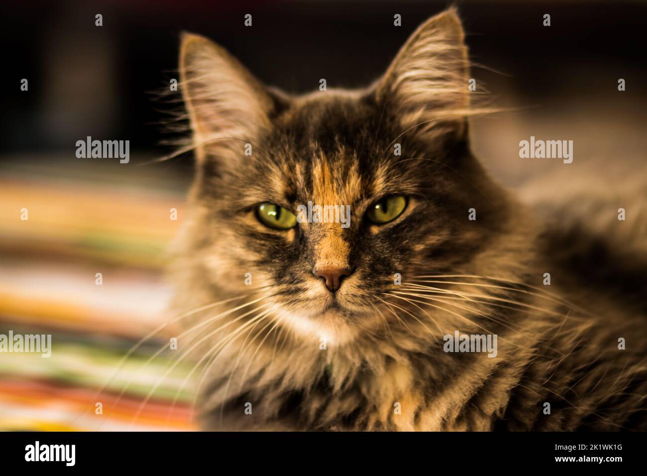 A shallow focus shot of a Siberian cat looking sharp at the camera with ...