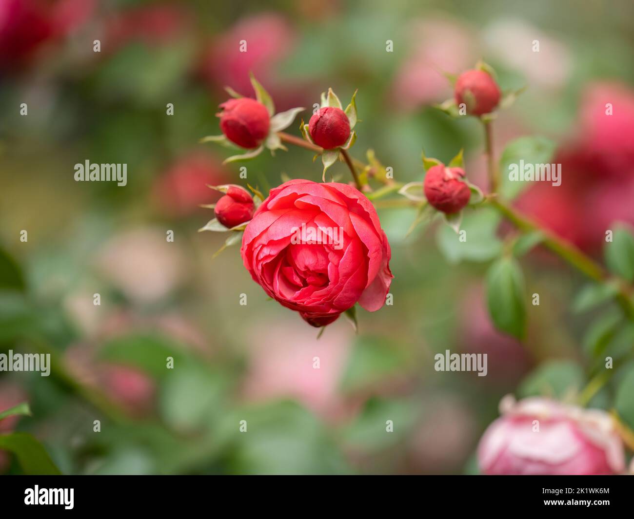 Beautiful red rose flower on a green blurred background. Red rose ...