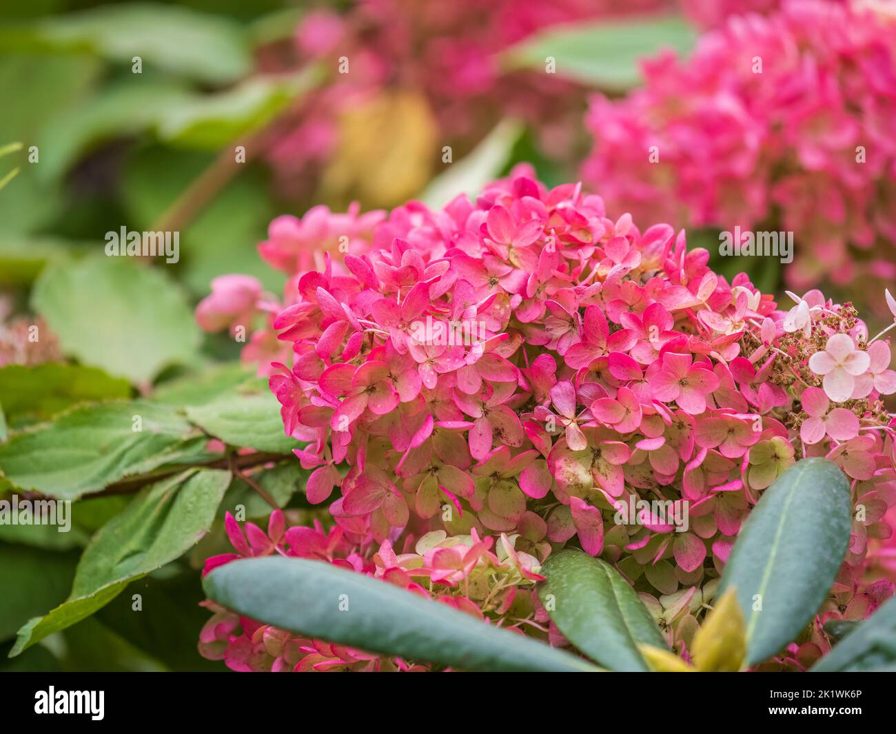 Romantic, soft and beautiful pattern pink hydrangea flowers background ...