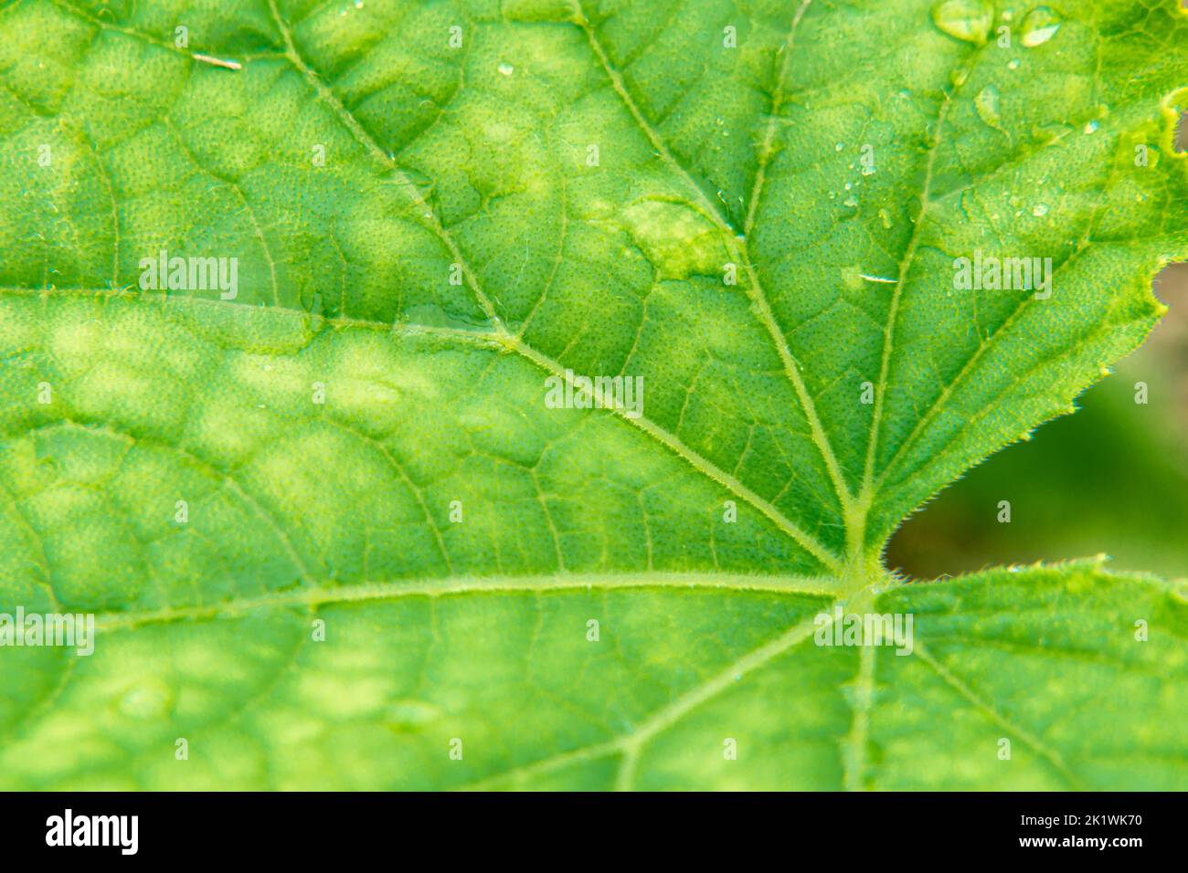 yellow spots on the leaves of the plant - an indicator of depleted and depleted soil, the plant needs mineral feeding, selective focus Stock Photo