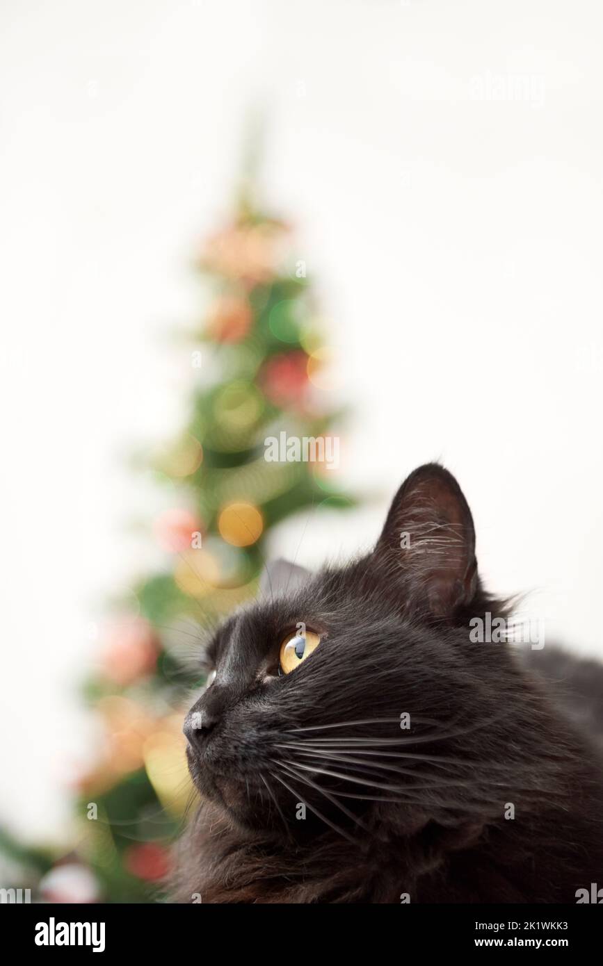 Portrait of cute black cat with a Christmas tree with ornaments and lights in the background. Bright modern low angle view image with copy space. Stock Photo