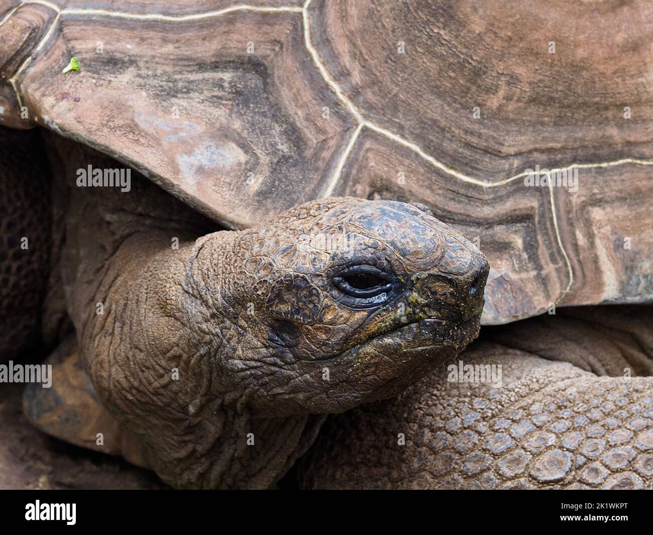 Thick bony scales hi-res stock photography and images - Alamy