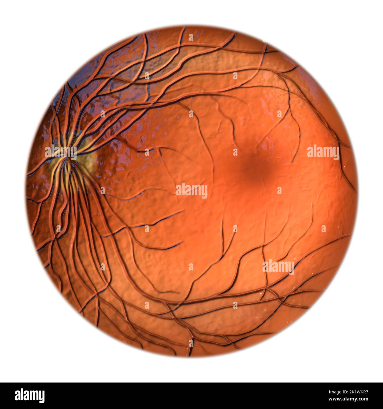 Healthy retina, Stock Photo