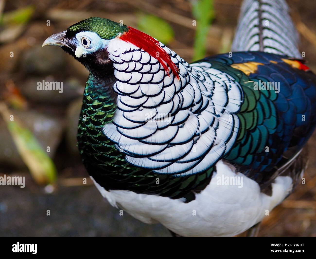 A closeup portrait of a male Lady Amherst's Pheasant in exquisite beauty. Stock Photo
