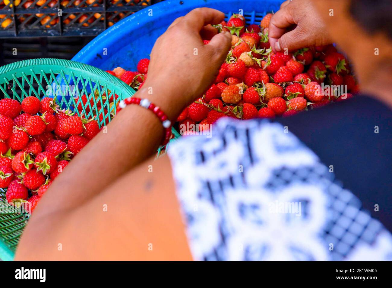 Woman Sorting raspberries Stock Photo