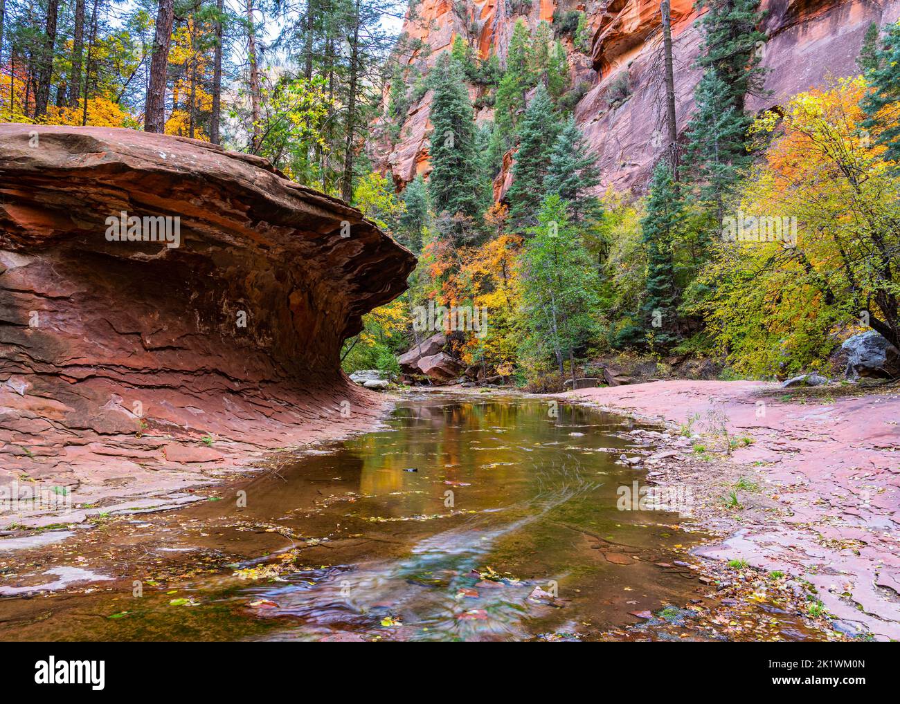 Fall colors along the West Fork of Oak Creek near Sedona, Arizona Stock