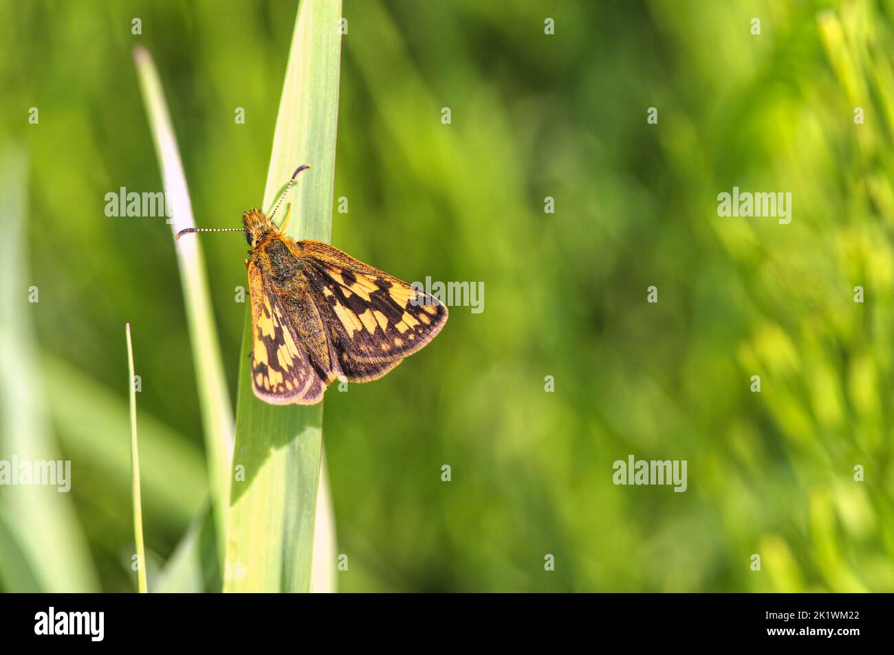 Skipper butterfly (Hesperiidae) on a blade of grass with copy space. Stock Photo