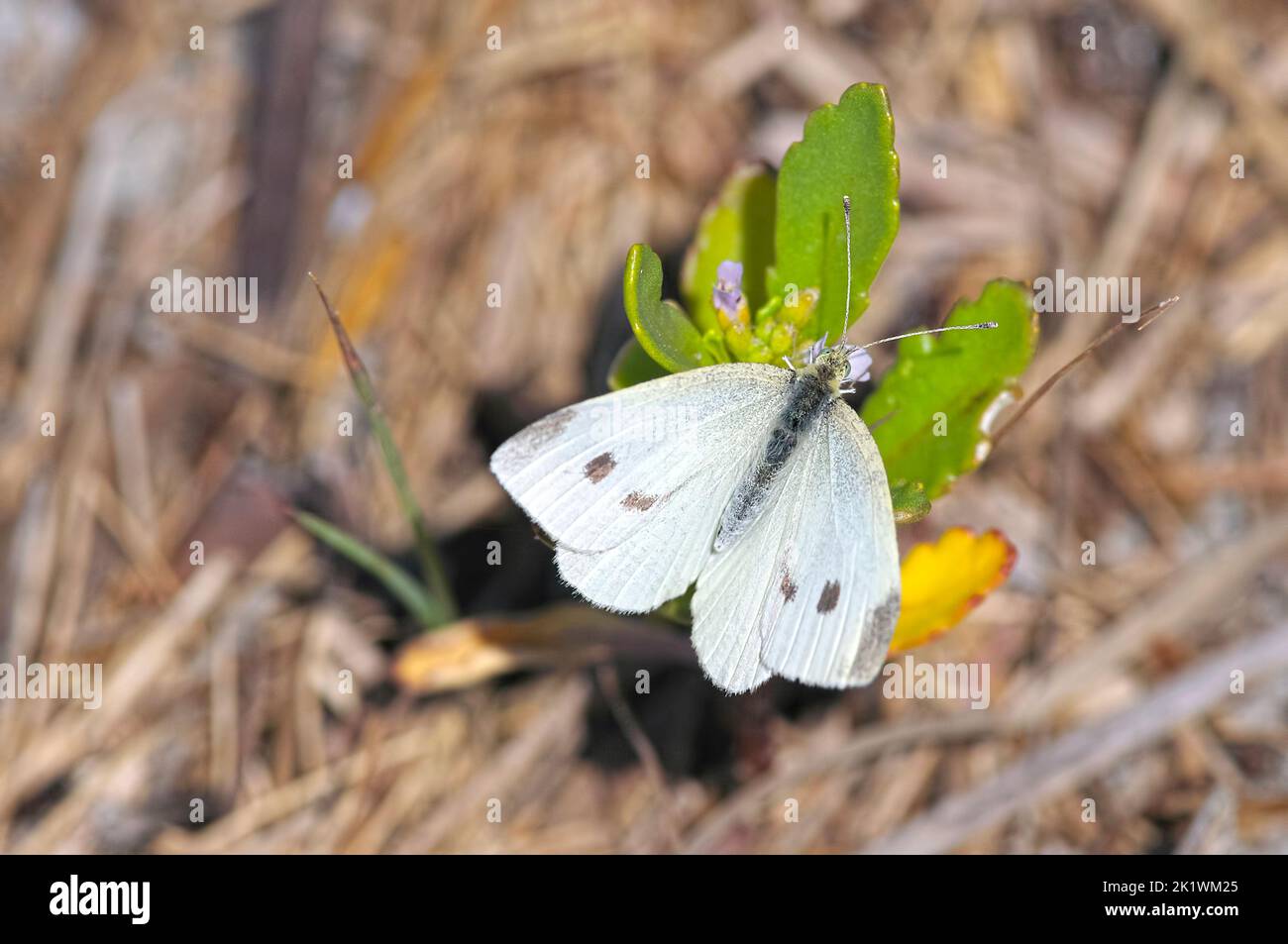 Cabbge White of Small White butterfly (Piers rapae) resting on a succulent plant.  Top view looking down on the wings showing the spots. Stock Photo