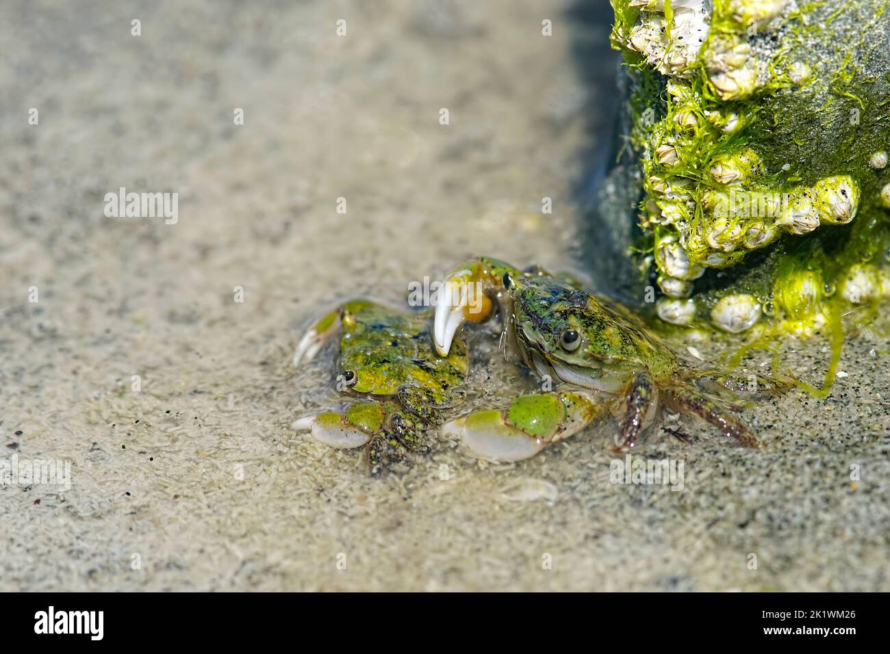 A pair of Green Shore Crabs or Hairy Crabs (Hemigrapsus oregonensis) in the mudflats off of Vancouver Island, British Columbia, Canada. Stock Photo