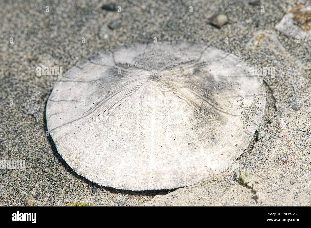 A Beachcomber's View: A Closer Look at Sand Dollars