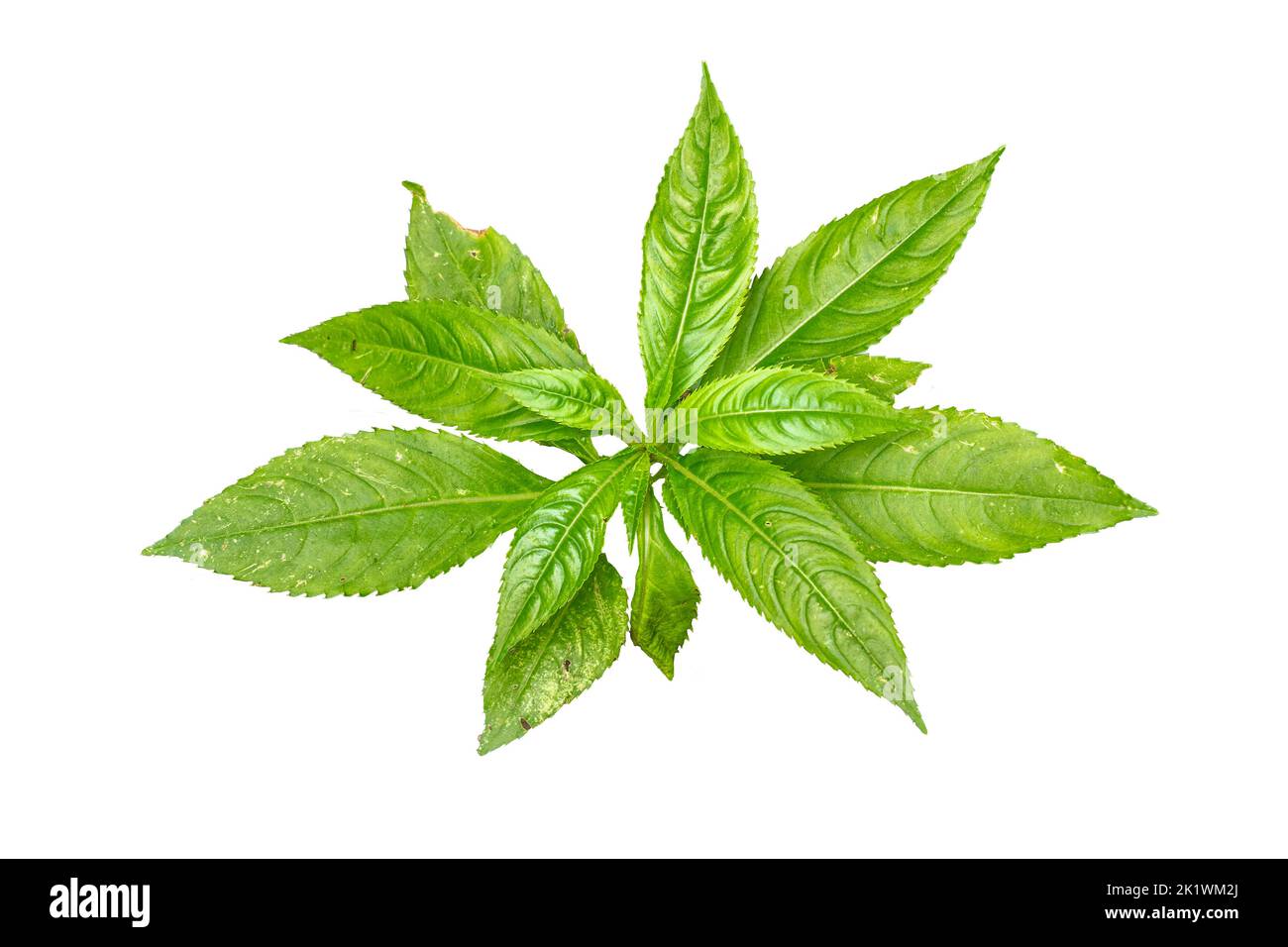 Top view of balsamina ornamental plant with green leaves with jagged