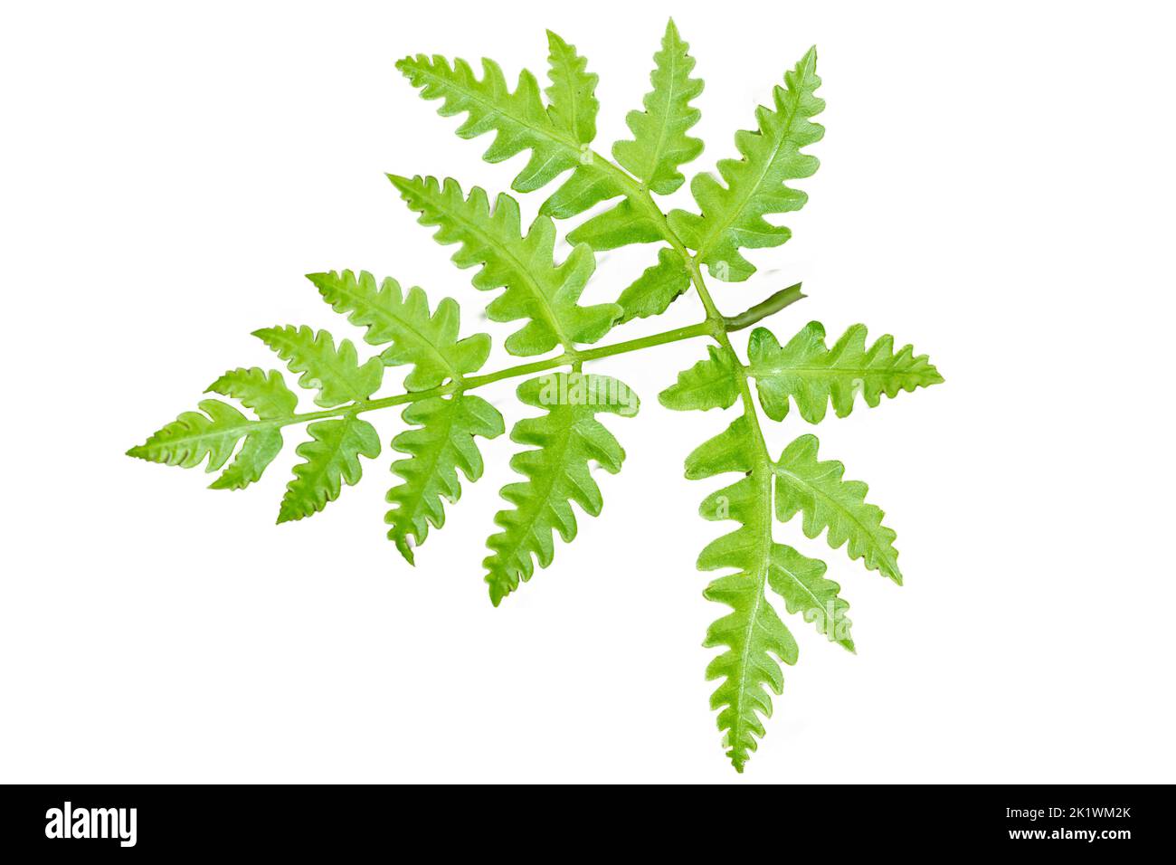 Top view of a green fern leaf with jagged edges, isolated on a white background Stock Photo