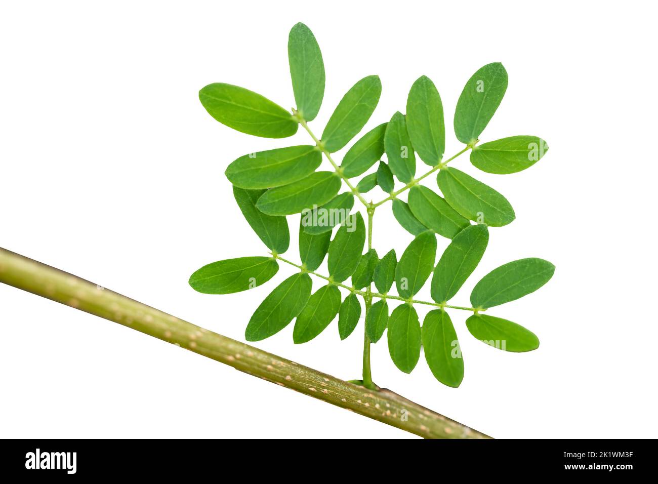 The leaves of the Leucaena leucocephala plant are small green in size attached to the stem, isolated on a white background Stock Photo