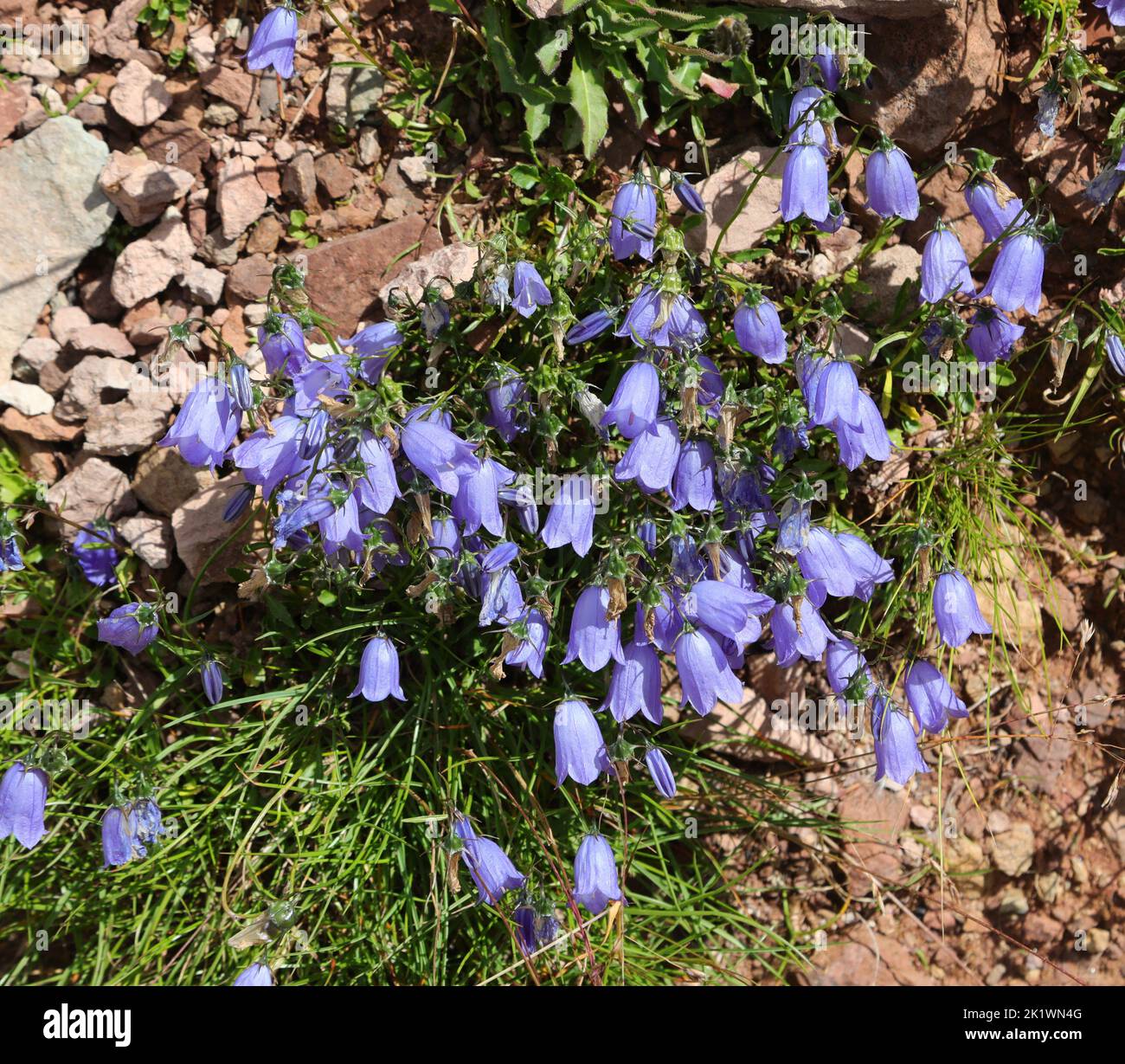 blue blossom of campanula in summer typical alpine flora of northern italy Stock Photo
