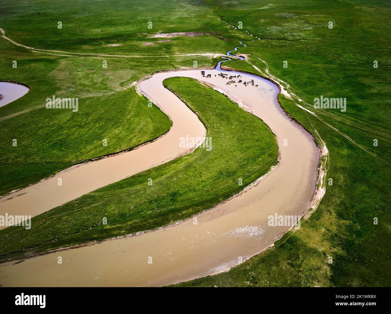Herd of horses drink water from the river. Aerial drone shot of beautiful scenery curve river Kegen with green hills in Mountain valley, Kazakhstan. Stock Photo
