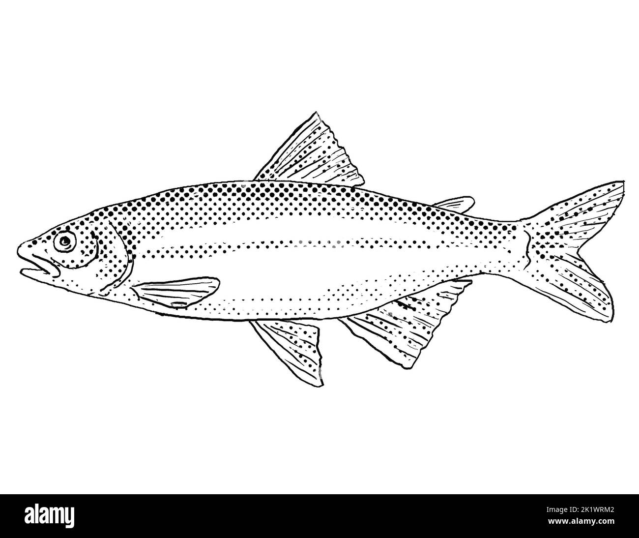 Cartoon style line drawing of a satinfin shiner or Cyprinella analostana a freshwater fish endemic to North America with halftone dots shading on isol Stock Photo