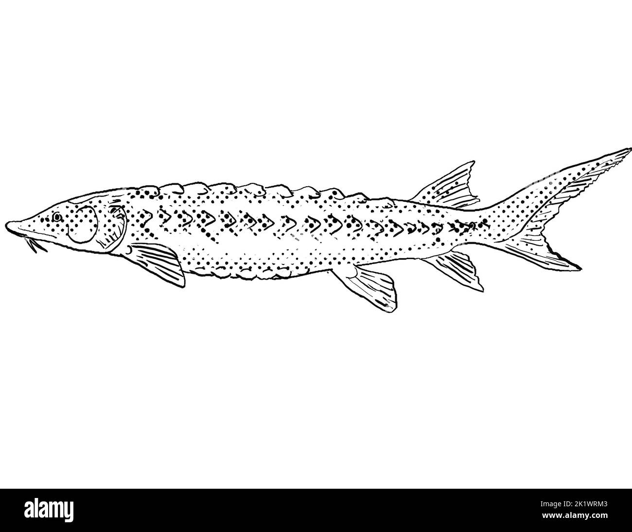 Cartoon style line drawing of a shortnose sturgeon or Acipenser brevirostrum a freshwater fish endemic to North America with halftone dots shading on Stock Photo
