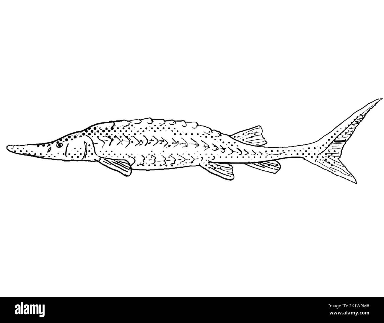 Cartoon style line drawing of a shovelnose sturgeon or Scaphirhynchus platorynchus a freshwater fish endemic to North America with halftone dots shadi Stock Photo