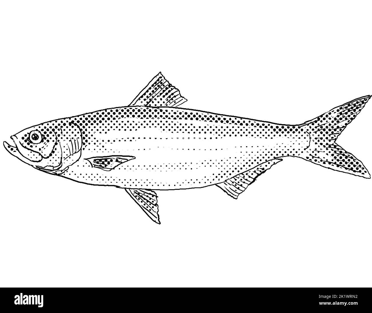 Cartoon style line drawing of a skipjack shad or Alosa chrysochloris a freshwater fish endemic to North America with halftone dots shading on isolated Stock Photo