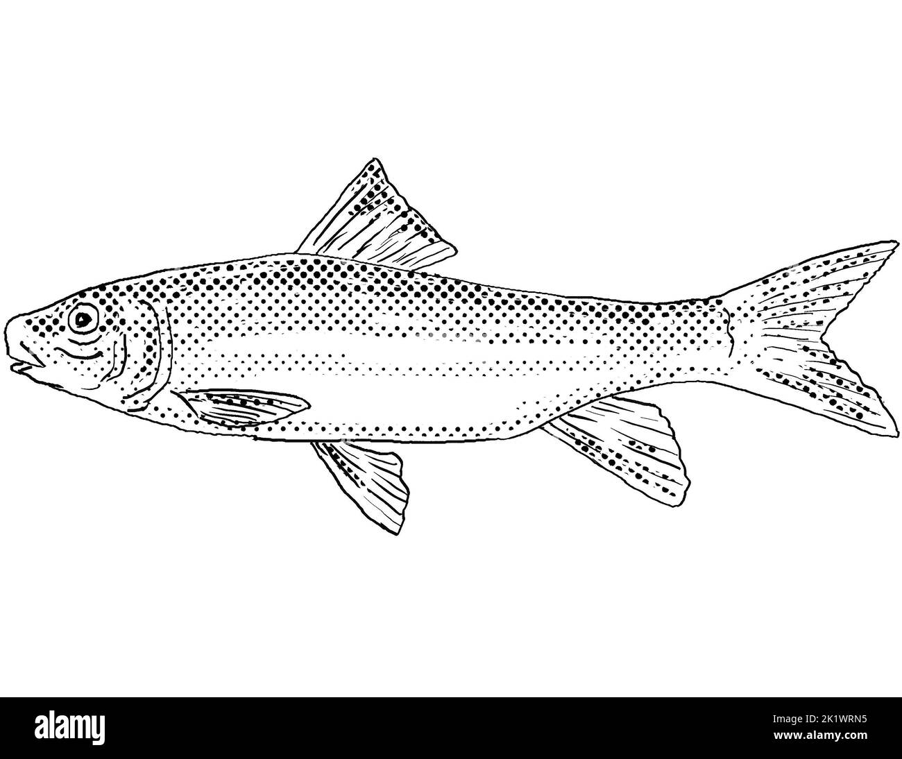 Cartoon style line drawing of a spotted sucker or Minytrema melanops a freshwater fish endemic to North America with halftone dots shading on isolated Stock Photo