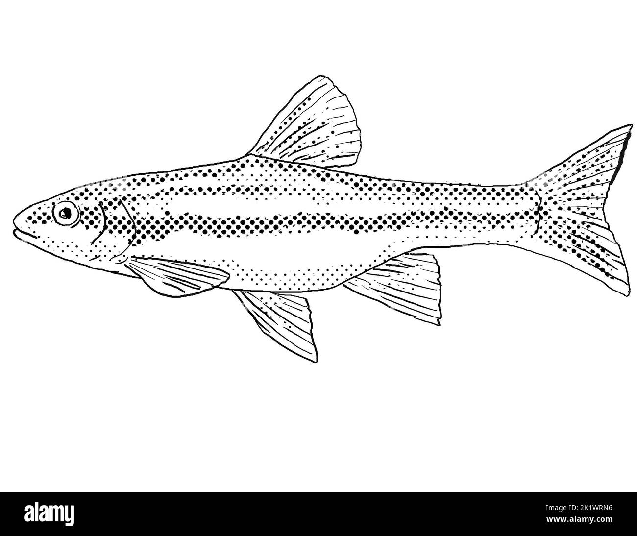 Cartoon style line drawing of a southern redbelly dace or Chrosomus erythrogaster a freshwater fish endemic to North America with halftone dots shadin Stock Photo