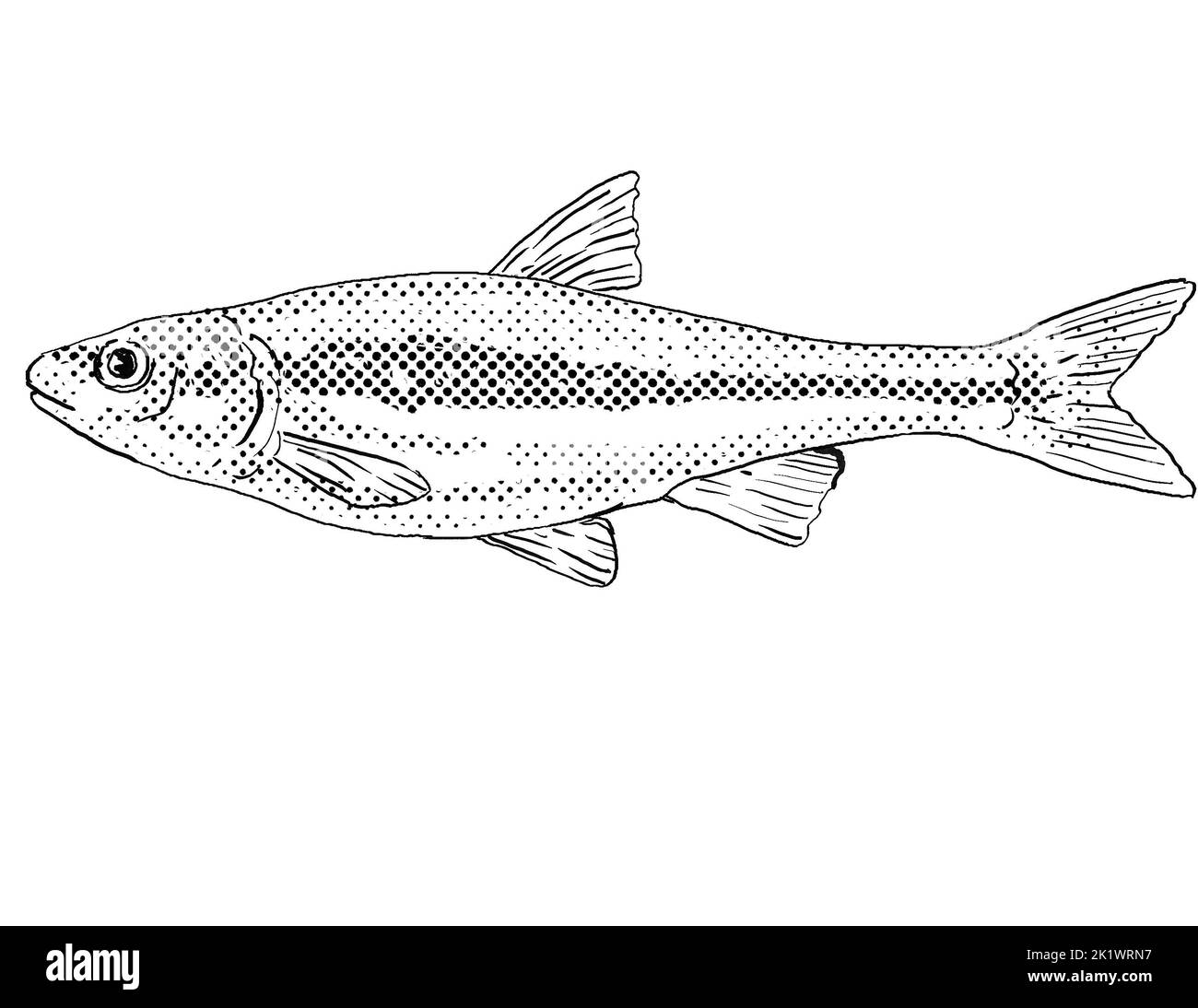 Cartoon style line drawing of a Silverjaw minnow or Ericymba buccata a freshwater fish endemic to North America with halftone dots shading on isolated Stock Photo
