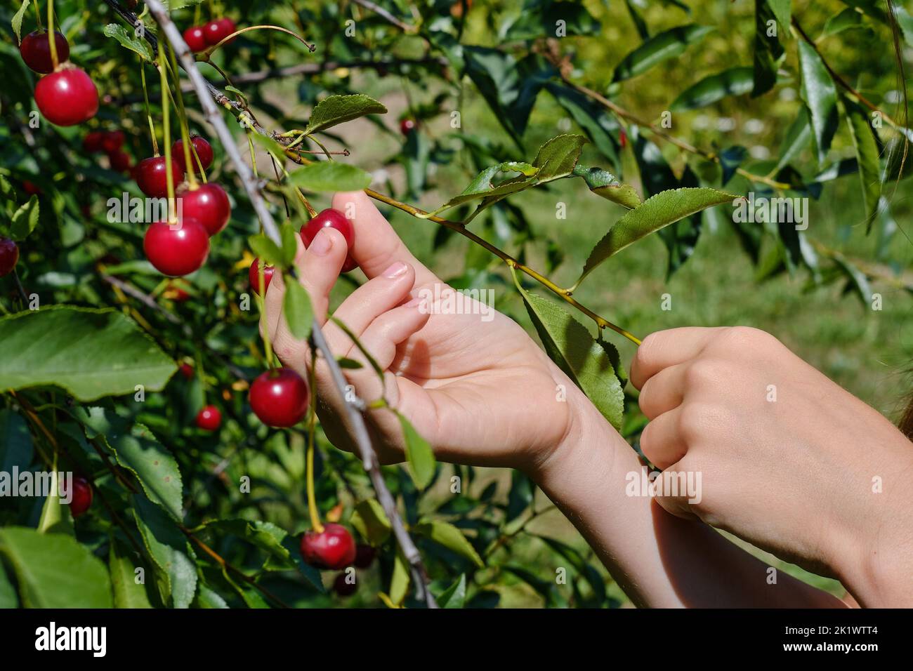 A woman's hand picks ripe red cherry berries from a branch. Cherry harvesting. The concept of organic healthy food Stock Photo