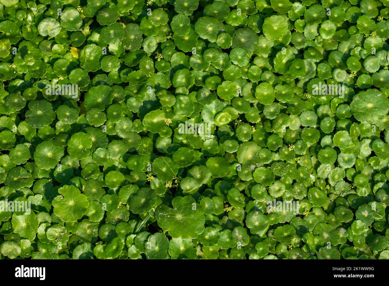 A very fast grower, water Pennywort is a charming trailing perennial with round, penny-shaped leaves. This aquatic plant forms dense mats of rounded l Stock Photo