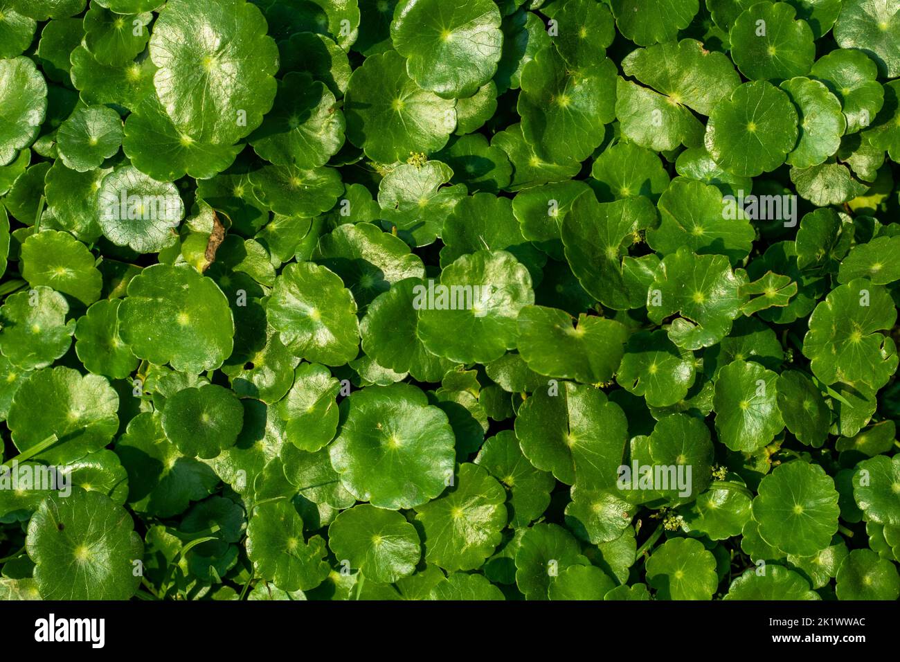 American water pennywort or Marsh pennywort or Gotu kola. Hydrocotyle umbellata vulgaris, aka Marsh Pennywort, is a small creeping perennial aquatic h Stock Photo