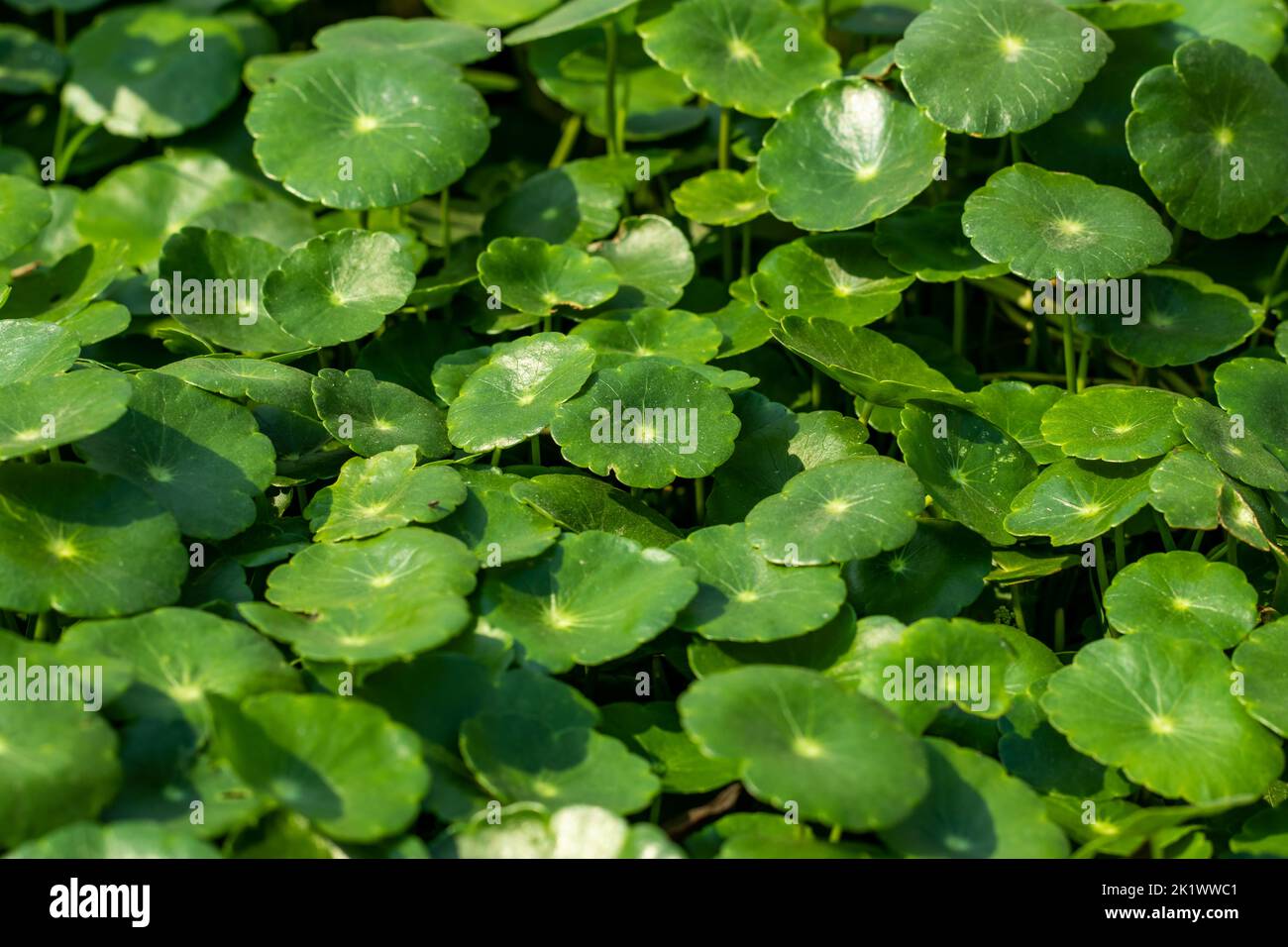 American water pennywort or Marsh pennywort or Gotu kola. This plant has round small leaves, with liliputian white flowers. Water pennywort can form d Stock Photo