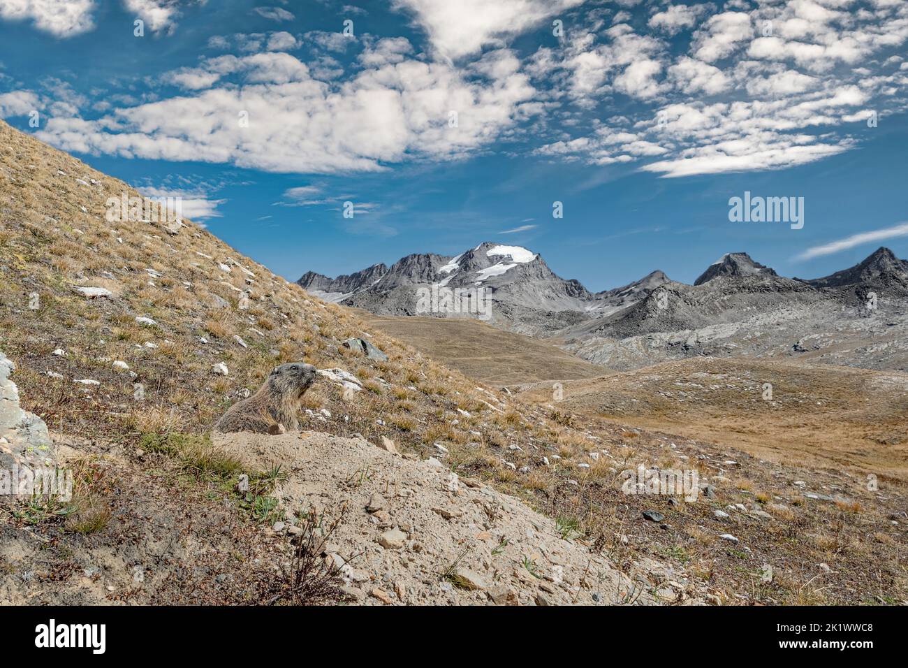 Viewpoint over the Alps mountains, the marmot's den (Marmota marmota