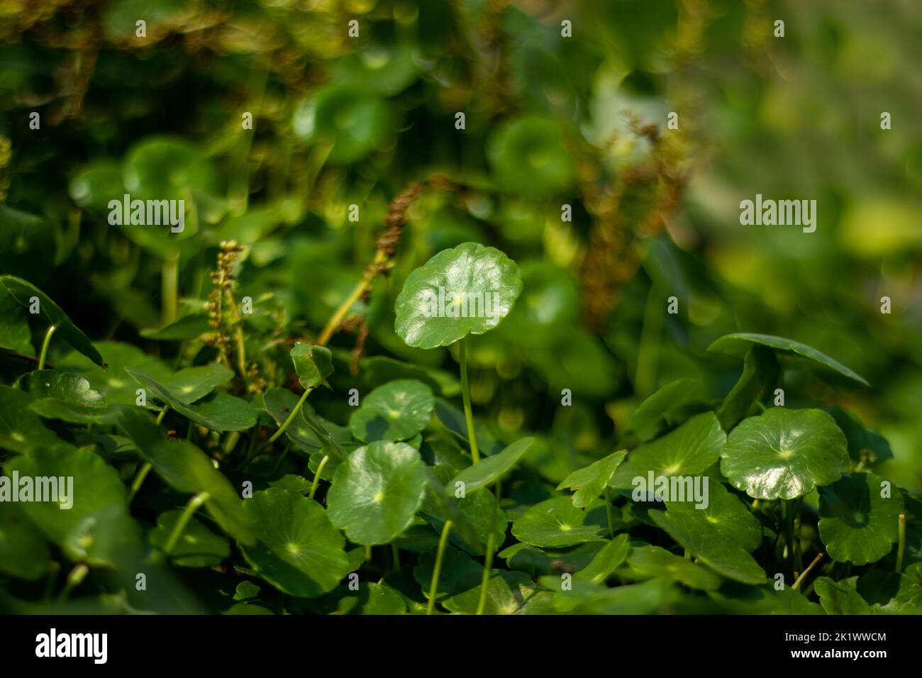Floating pennywort grows on land or in water. It usually forms dense low-growing mats on wet soil near water or in shallow water. Brazilian Water Ivy, Stock Photo