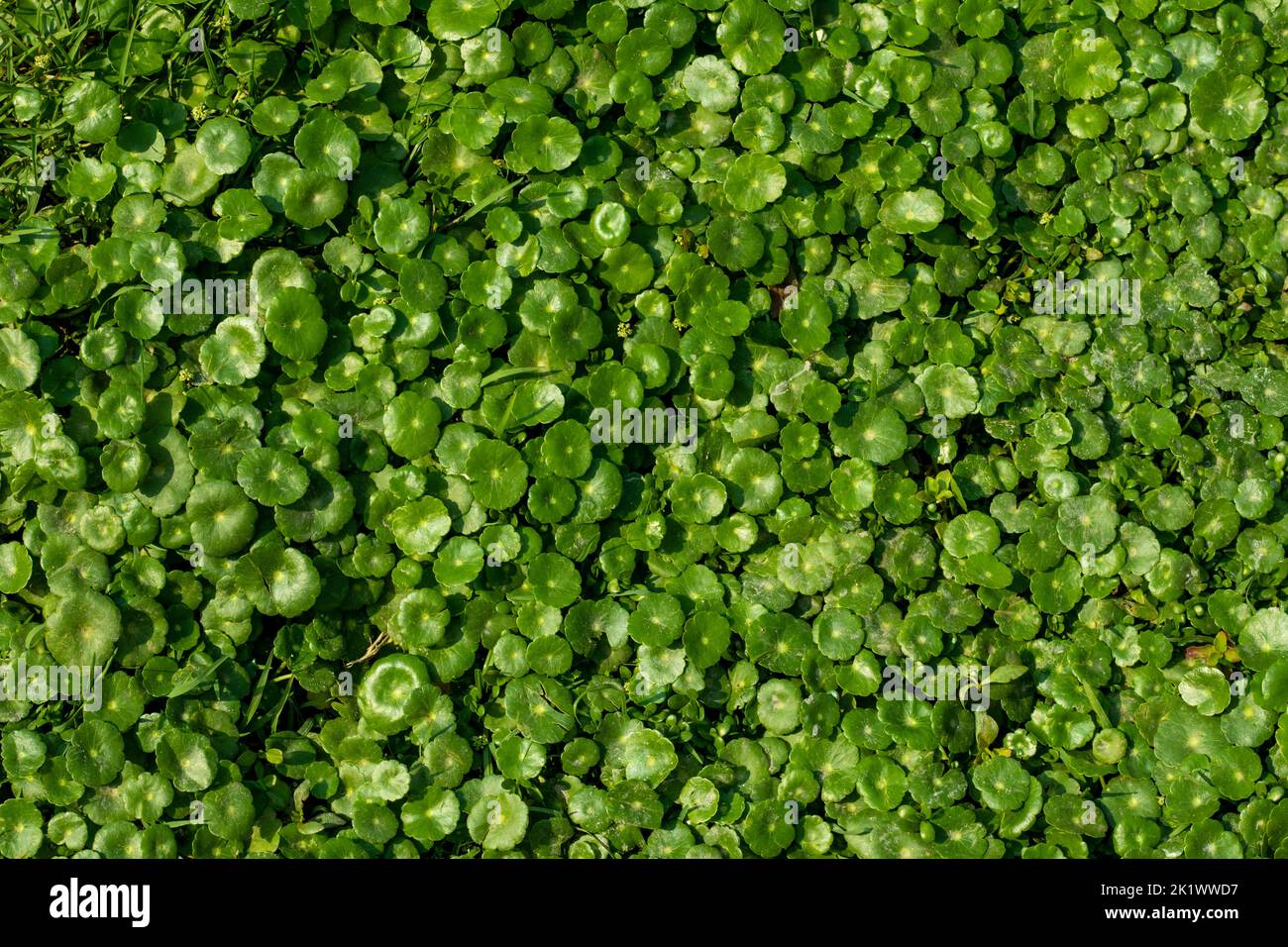 Hydrocotyle, also called floating pennywort, water pennywort, Indian pennywort, dollar weed, marsh penny, thick-leaved pennywort Stock Photo