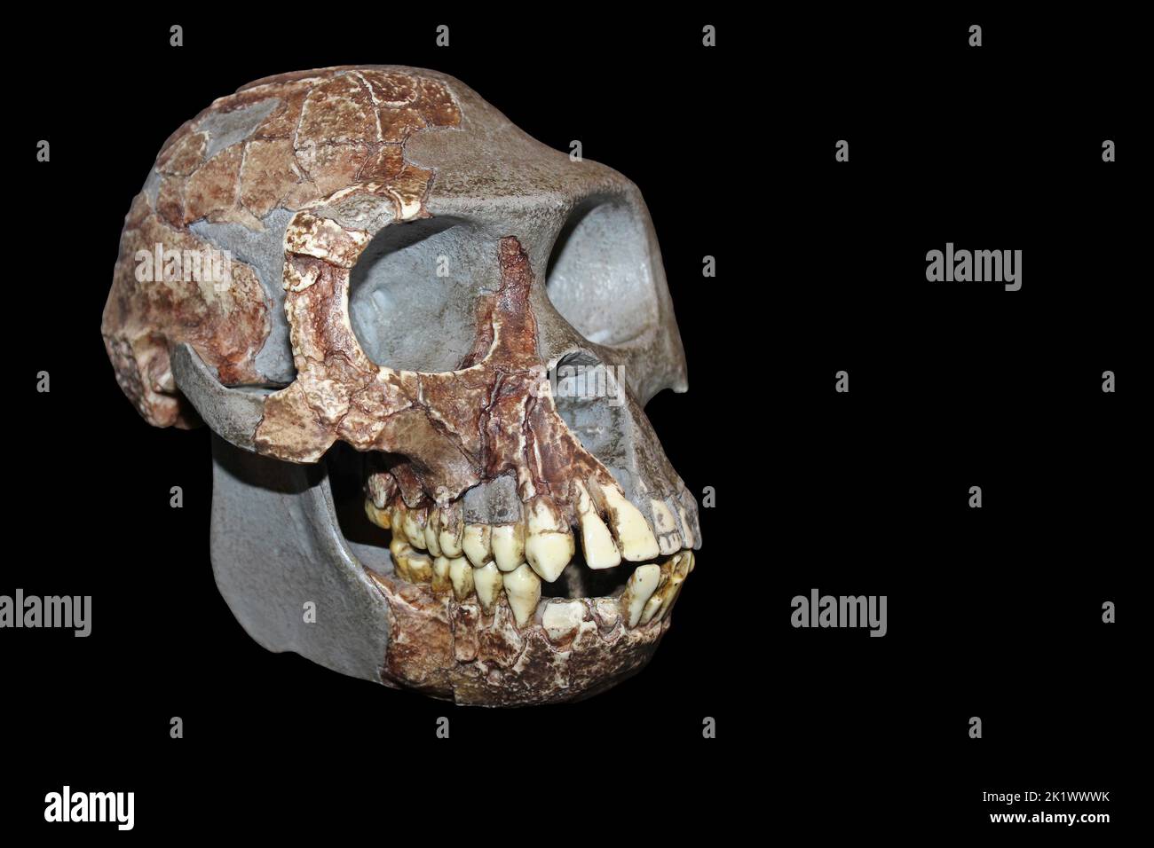 Ardipithecus ramidus Stock Photo