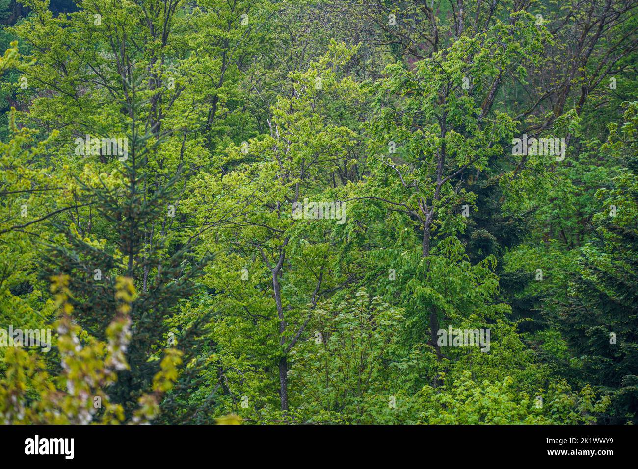 Forest areas in Germany photographed in the spring month of May Stock Photo