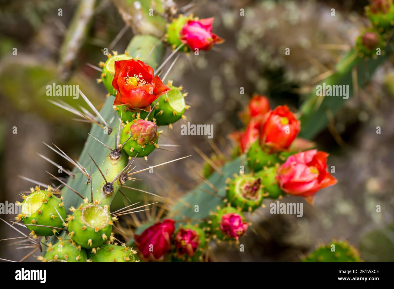 Closeup of prickly pear cactus flower (lat. Opuntia) with red petals and yellow stamen growing next to green unripe prickly pear fruits and big spikes. Stock Photo