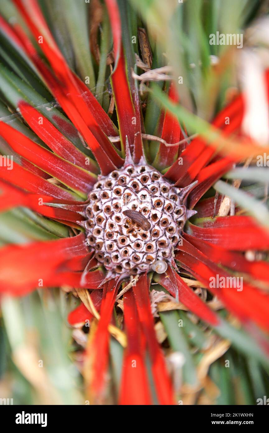 Color Explosion Vibrant Flowers and Plants to Brighten Up Your Space