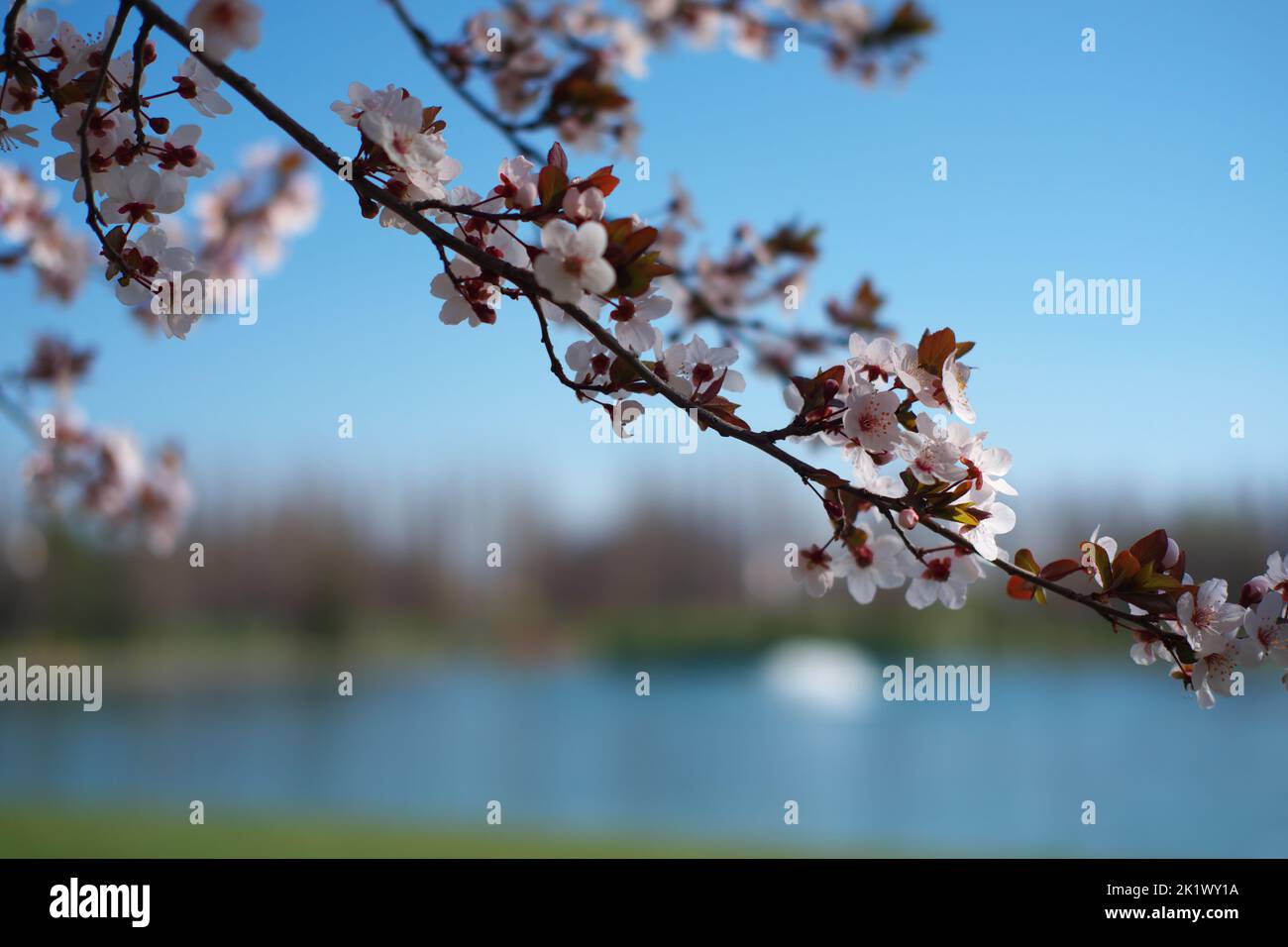 Flowers blossoming on tree branches in spring bookeh Stock Photo