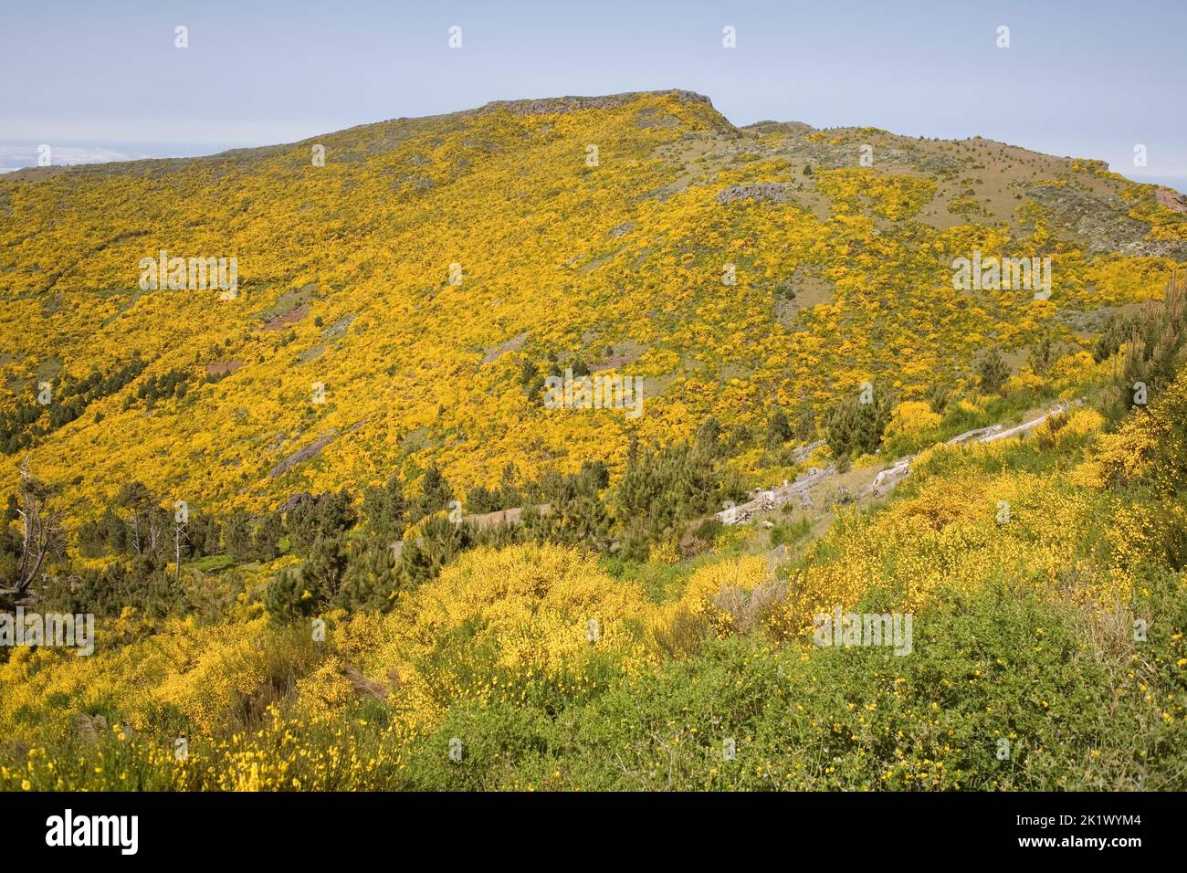 Slope of Pico do Areiro with dazlling display of yellow shrubs in central Madeira Stock Photo