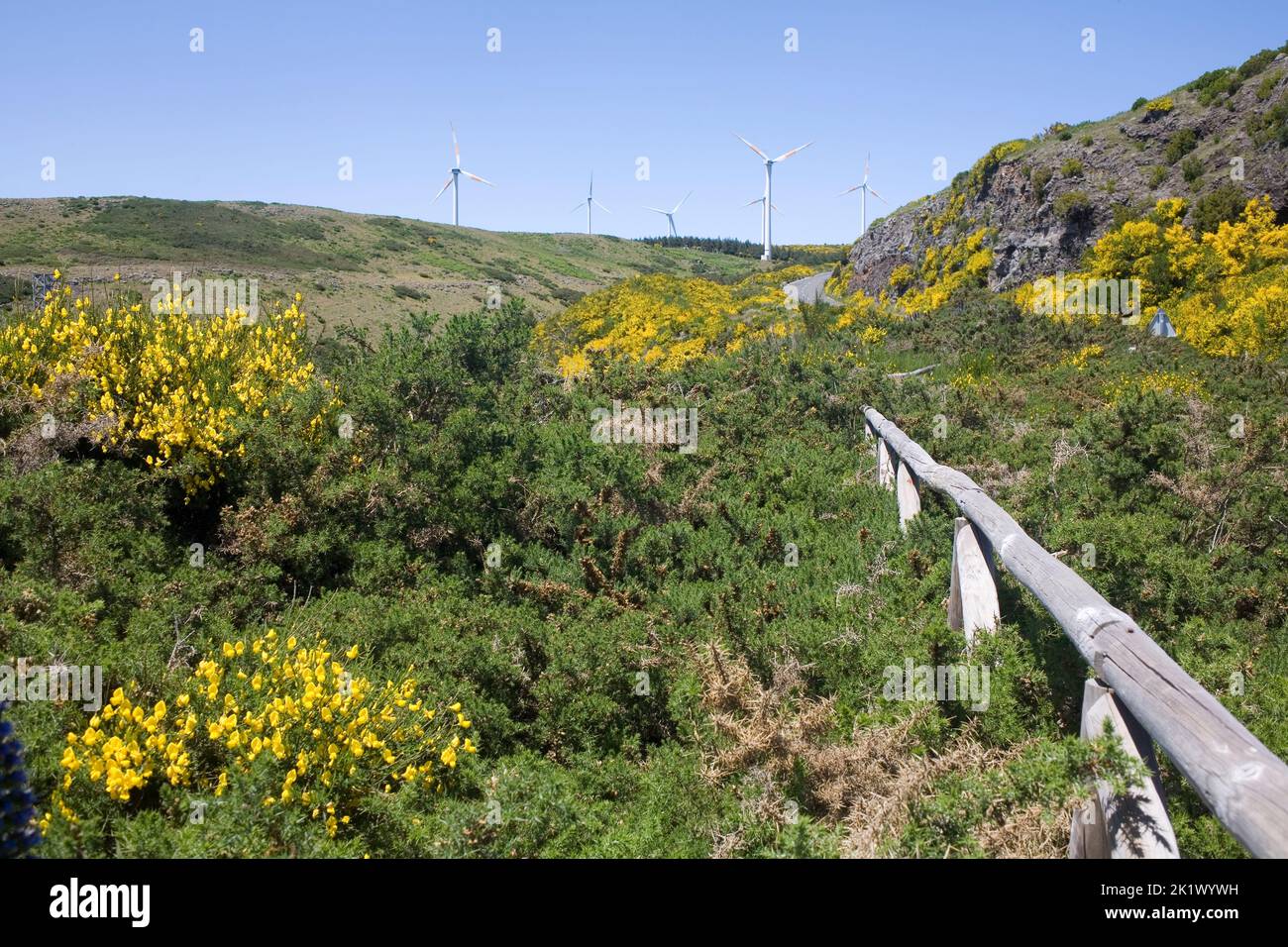 Green bushges and yellow flowers introduce the wind farm in Madeira's central highlands Stock Photo