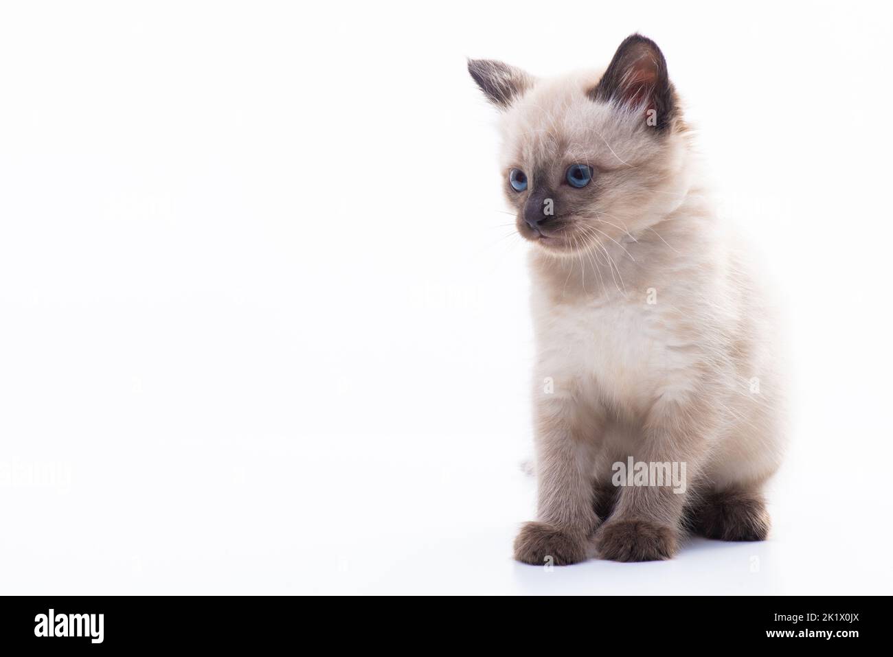 Cute Cat Is Sitting Pets Grooming Or Veterinarian Icon Kitten