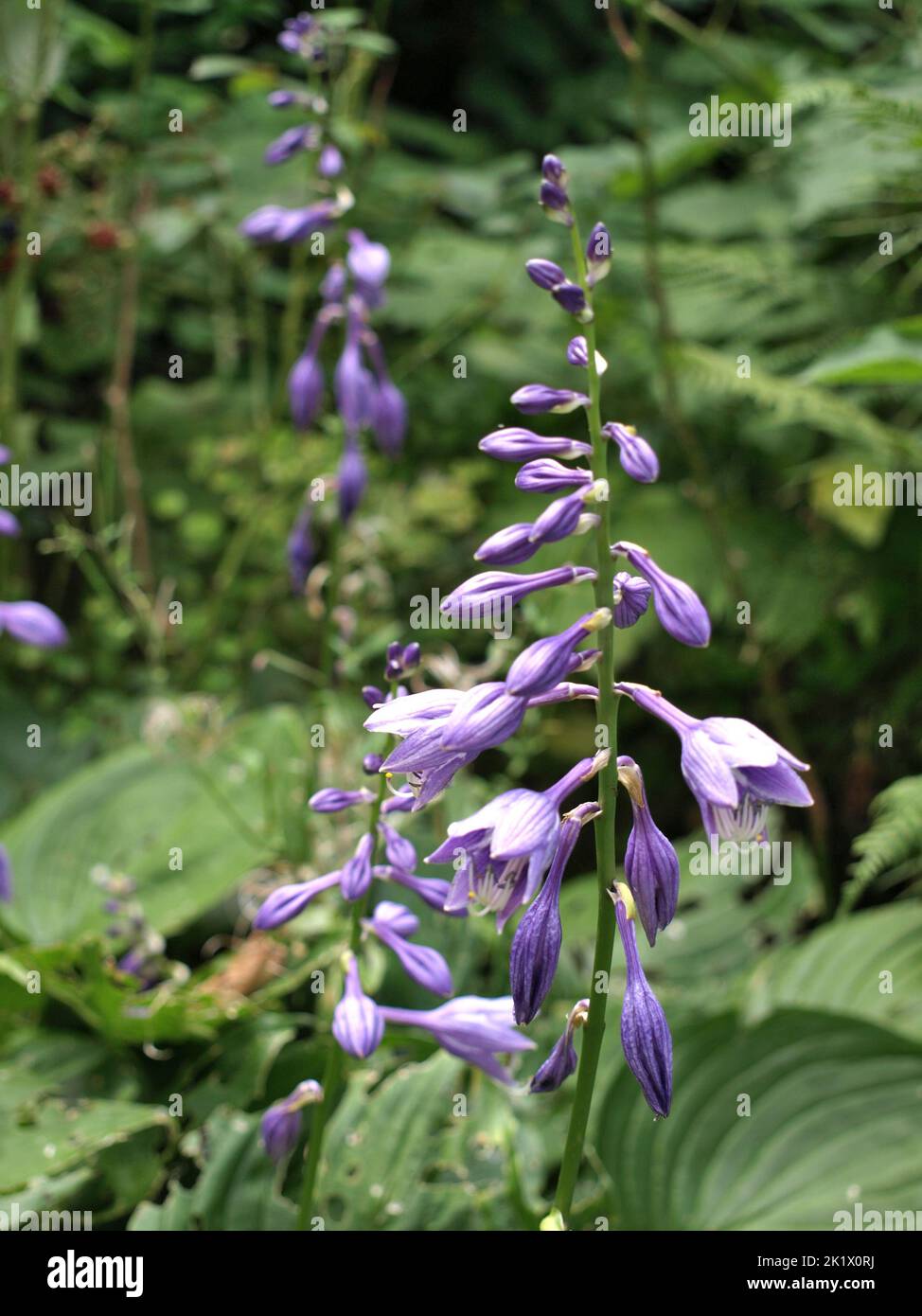 A vertical closeup of a plant Hosta ventricosa (blue plantain lily) with the blurred background Stock Photo