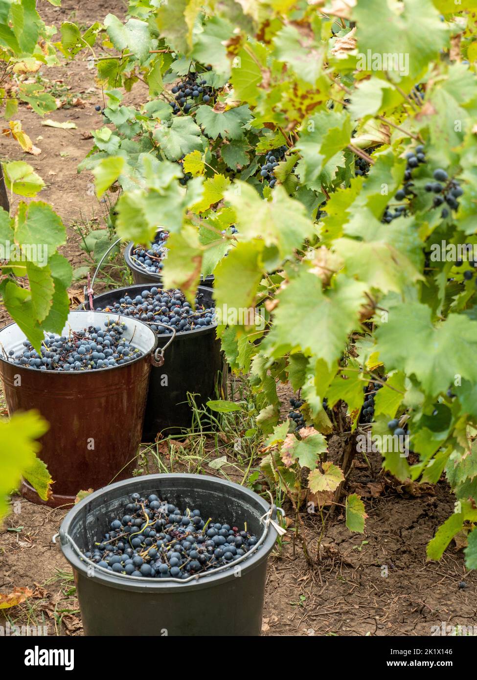 buckets with harvested grapes in the vineyard Stock Photo